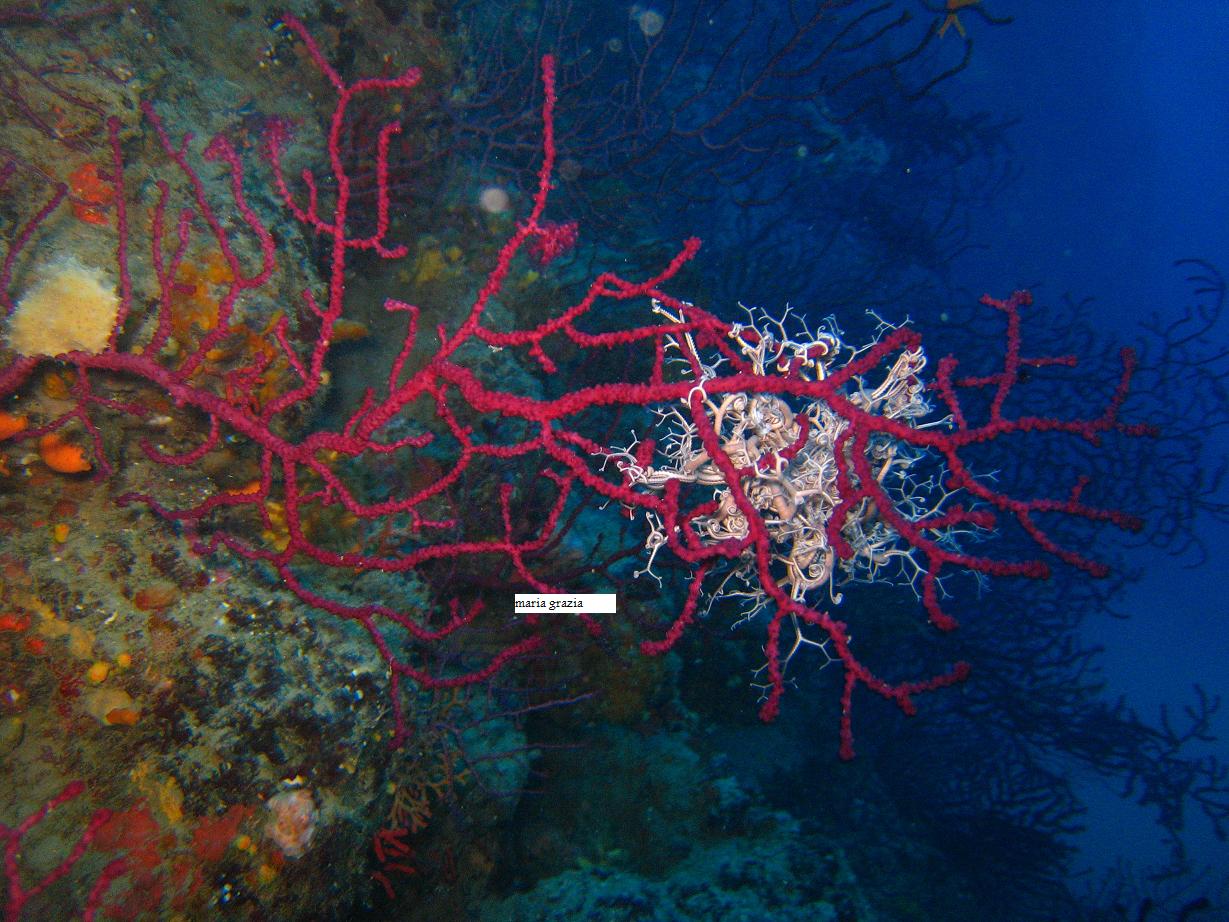 Astrospartus mediterraneus (Risso, 1826)